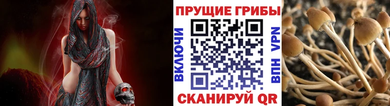 Псилоцибиновые грибы мицелий  Топки 